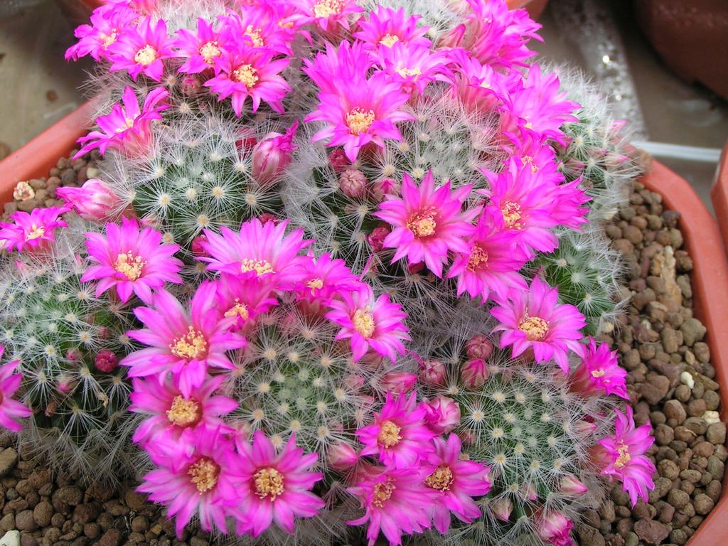 Mammillaria glassii